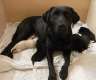 Labrador, Welpen